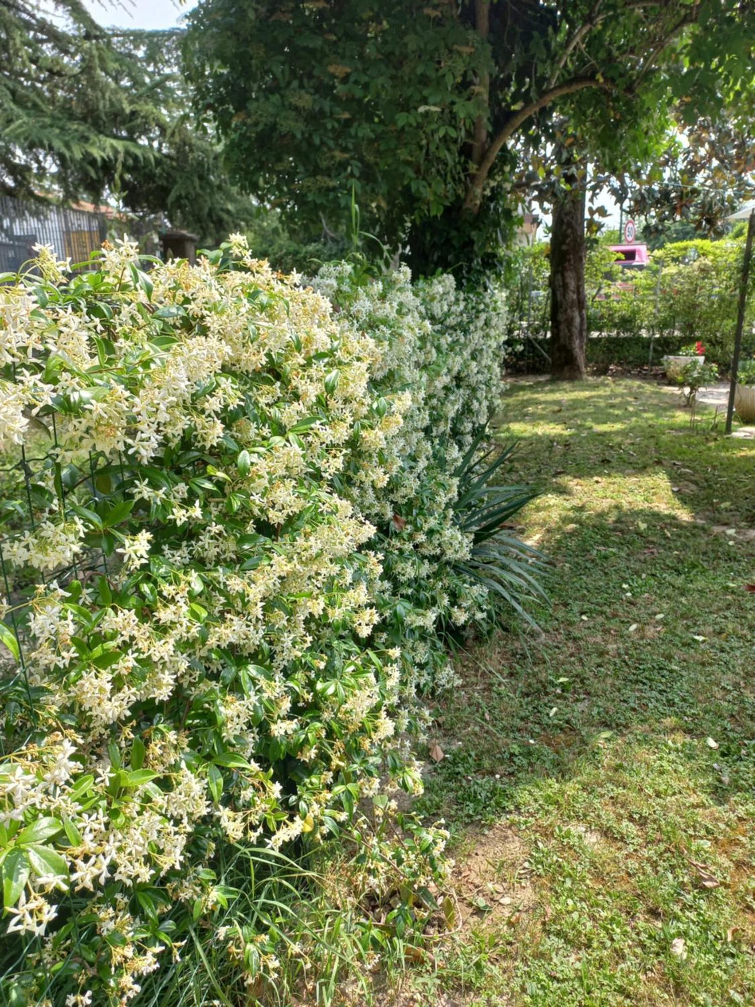 Appartamento Le Magnolie Mestre Eksteriør billede
