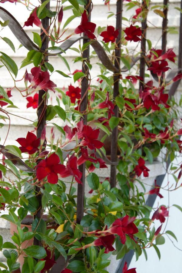 Appartamento Le Magnolie Mestre Eksteriør billede